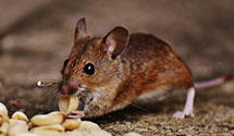 24 Hour & Emergency Exterminators in Kingstree, SC
